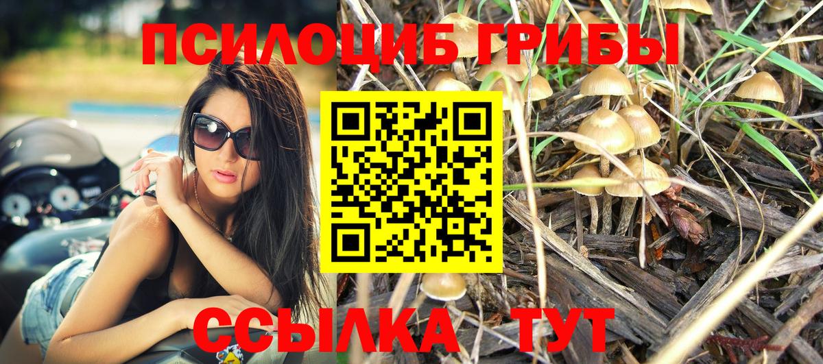 Псилоцибиновые грибы Cubensis  Махачкала  Псилоцибиновые грибы GOLDEN TEACHER 